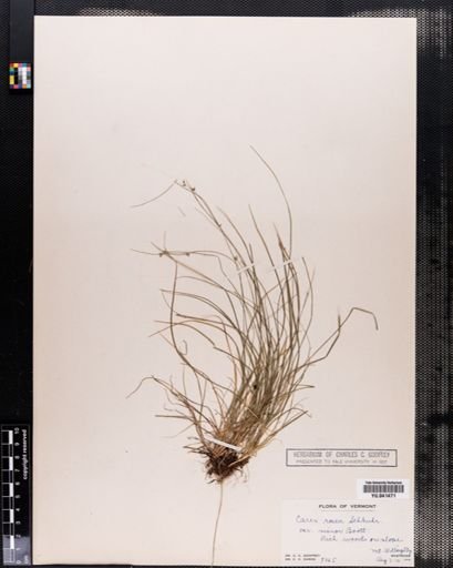 Carex rosea