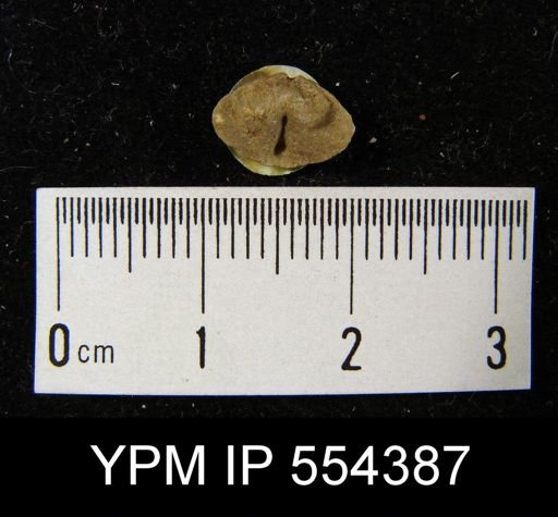 Rensselaerina medioplicata