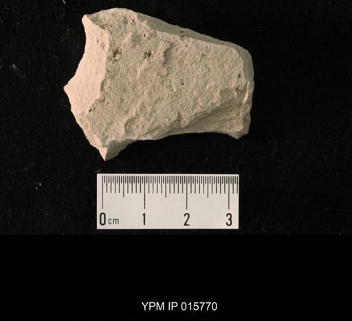 Probnis speciosa
