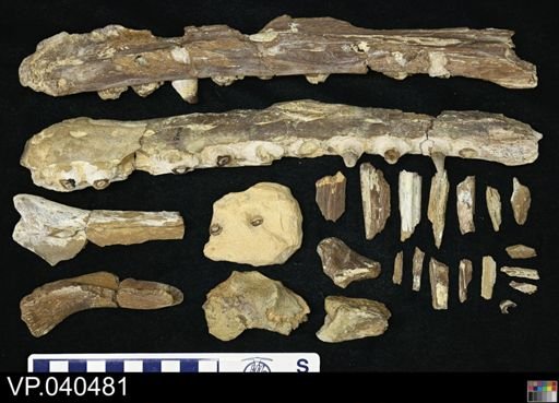 Platecarpus sp.