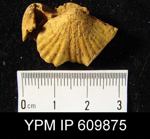 Eatonia medialis