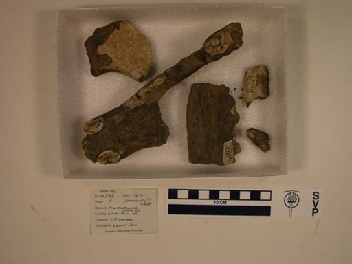 Creodonta?