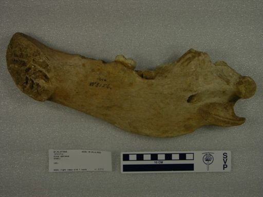 Ursus spelaeus