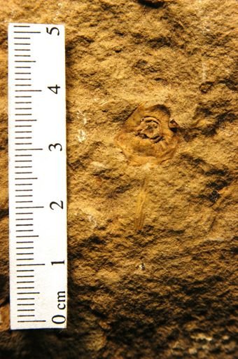 Diospyros oregoniana