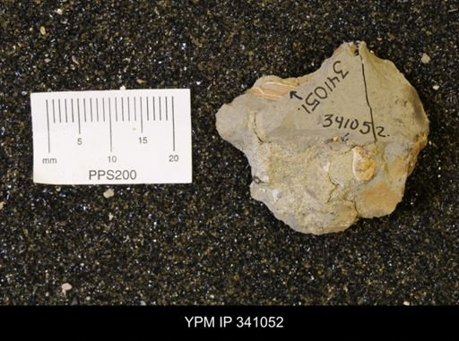 undet. Bivalvia