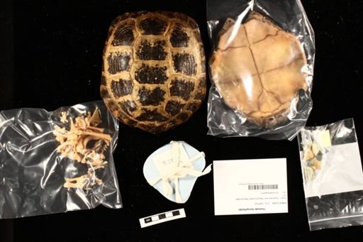 Testudo horsefieldii