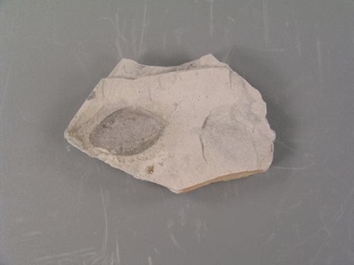 Cassia chrysocarpoides