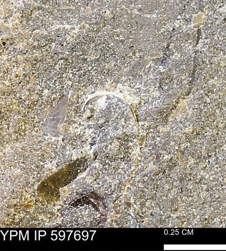 undet. Bivalvia