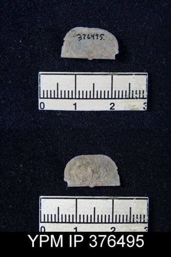 Chonetes granulifer