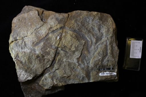 Chondrites sp.