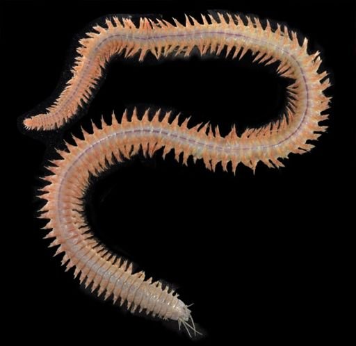 Alitta virens