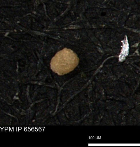 undet. Foraminiferida