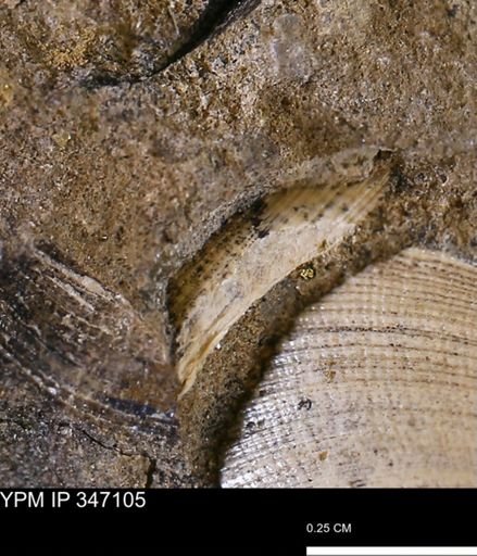 undet. Bivalvia