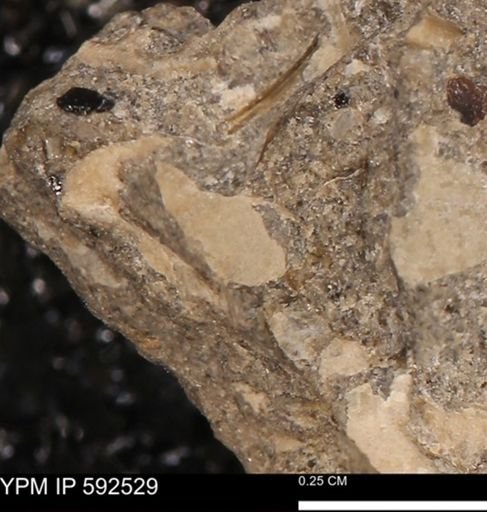 undet. Mollusca
