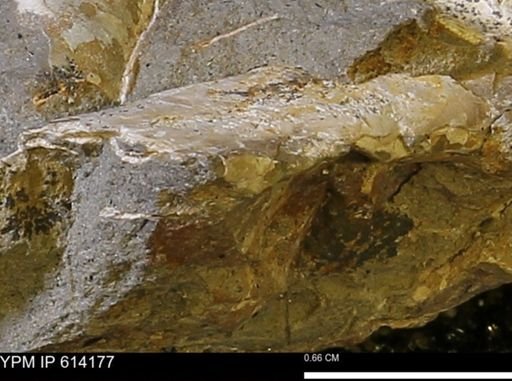Baculites?