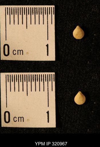 Dielasma elongatum