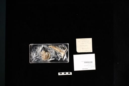 Catostomidae