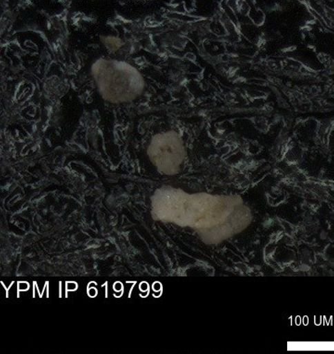 undet. Foraminiferida