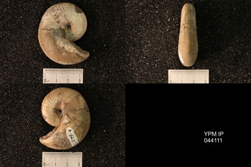 Hoploscaphites nicolletii