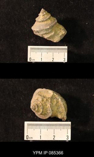 Worthenia tabulata
