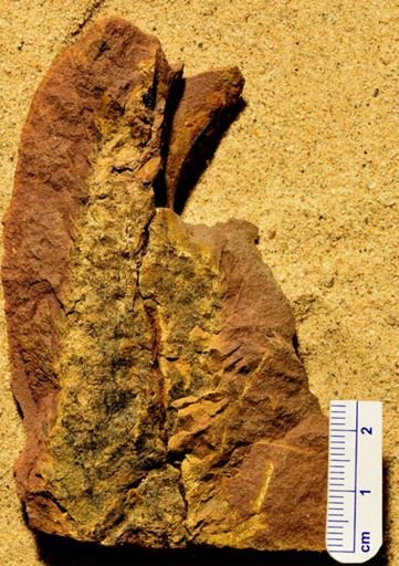 Lepidostrobus sp.