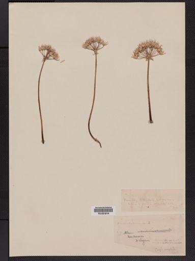 Allium
