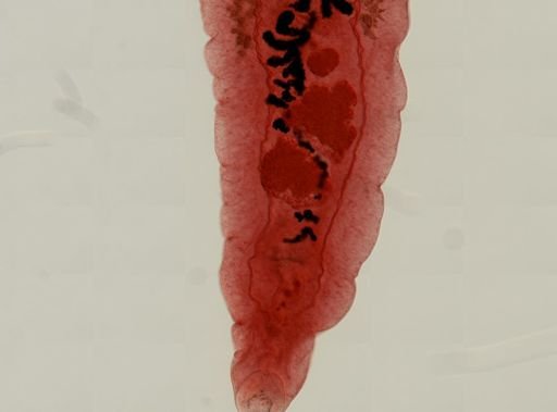 Dicrocoelium