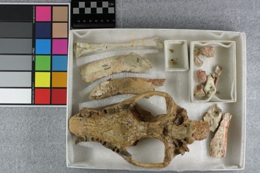 Hyaenodon (Neohyaenodon) montanus
