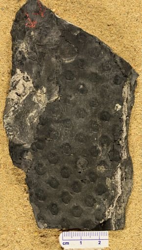 Lepidodendron sp.