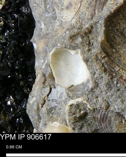 undet. Mollusca