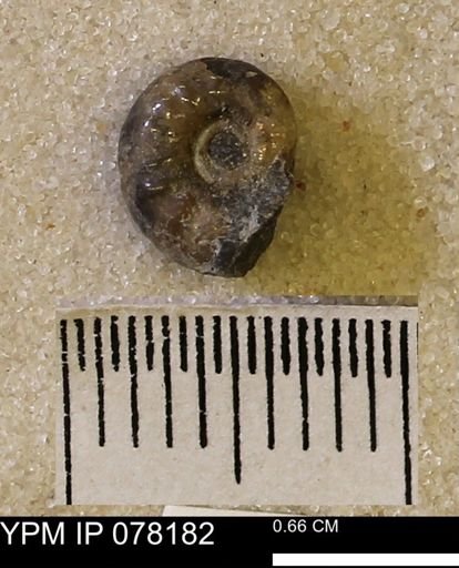 undet. Scaphitidae
