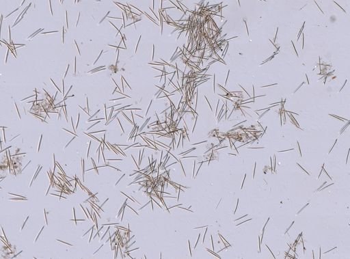 Haliclonidae