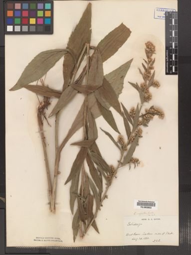 Solidago neglecta