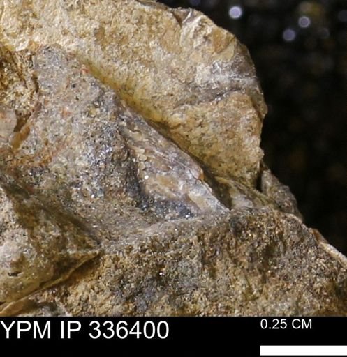undet. Mollusca