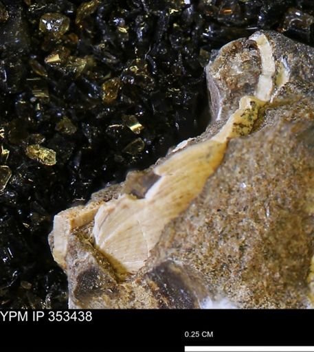 Limopsis striatopunctatus