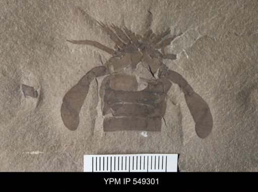 Eurypterus sp.