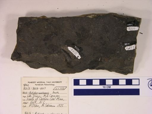 Cionichthys sp.