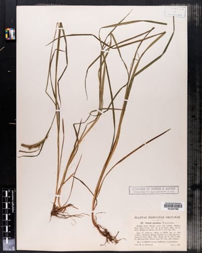 Carex prasina