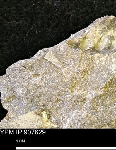 undet. Mollusca