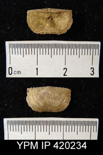 Chonetes granulifer