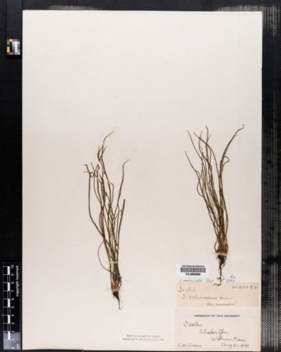 Isoetes muricata