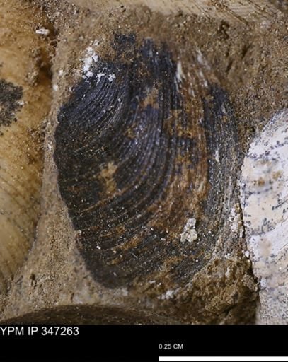 Limopsis striatopunctatus