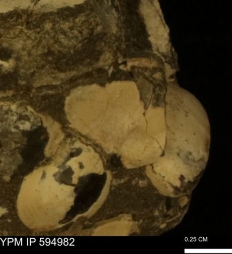 Protocardia sp.