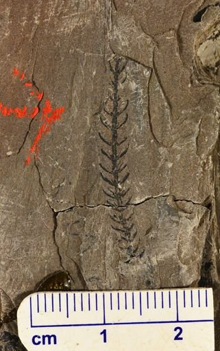 Asterophyllites charaeformis