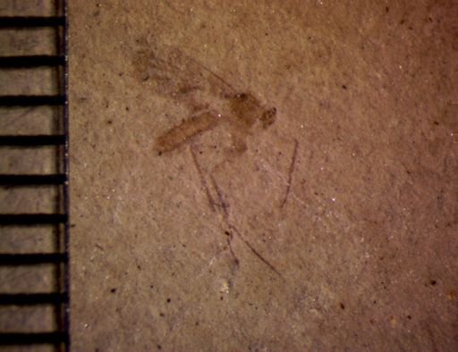undet. Diptera