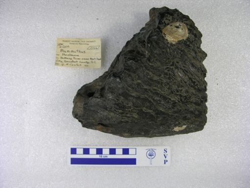 Mammuthus sp.