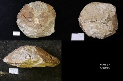 Clypeaster sp.