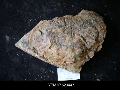 undet. Trilobita