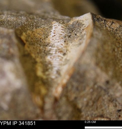 undet. Bivalvia
