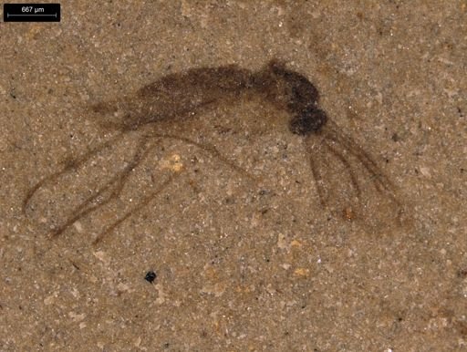 taxon undetermined